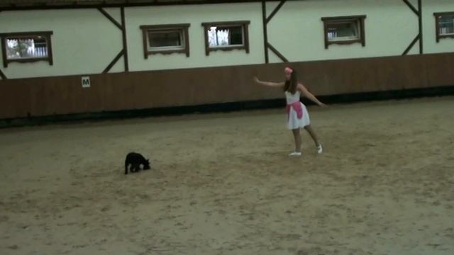 #собаки. Танцы с собаками. Кинологический фристайл. Спорт с собаками. Интересно. Питомцы. Одесса. смотреть онлайн
