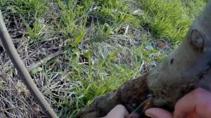 Прививка мостиком выполнение