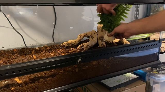 MASSIVE ENCLOSURE SETUP | Ball Python Gets A New Home смотреть онлайн