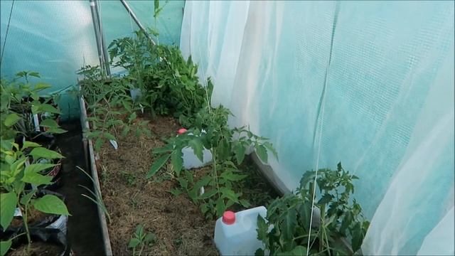 Огород - покупка глицинии, посадка гладиолусов и мирабилиса, первая земляника /Garden 2017 12 смотреть онлайн