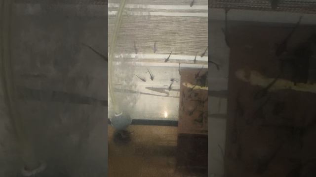Аквариумистика сомики смотреть онлайн