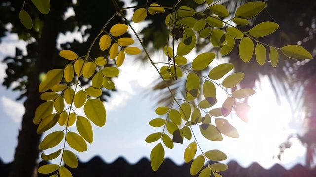 Vivo X50 Pro Camera 4k 60fps Video смотреть онлайн