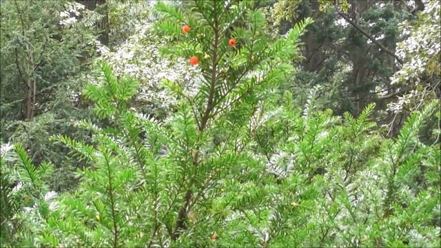 Ботанический сад - 2