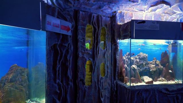 ДО МУРАШЕК ПО КОЖЕ! Это другой МИР! Алушта бархатный сезон ВСЯ ПРАВДА Алуштинский аквариум Крым 202 смотреть онлайн