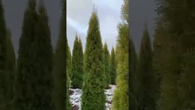 Туя западная Смарагд 3-м смотреть онлайн