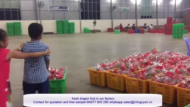 fresh dragon fruit exporter - fresh dragon fruit for sale - [+84 977905 280 whatsapp] смотреть онлайн