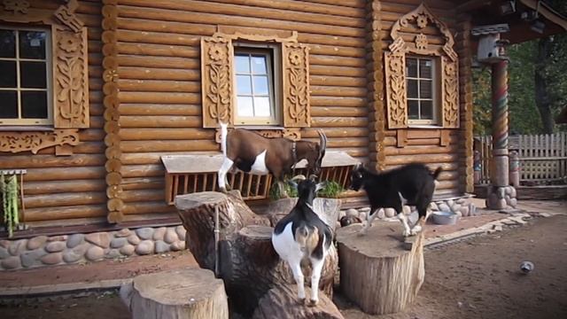 Козы перуанские смотреть онлайн