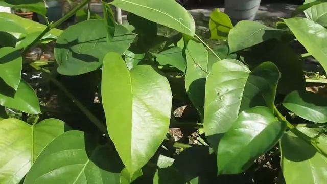 Passiflora quadrangularis ( Гигантская гранадилла) смотреть онлайн