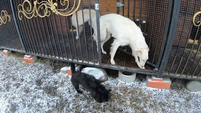 Выпал снег/Старичку Алабаю и остальным бездомышем будет не легко смотреть онлайн