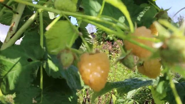 Малина Жёлтая Карамелька смотреть онлайн