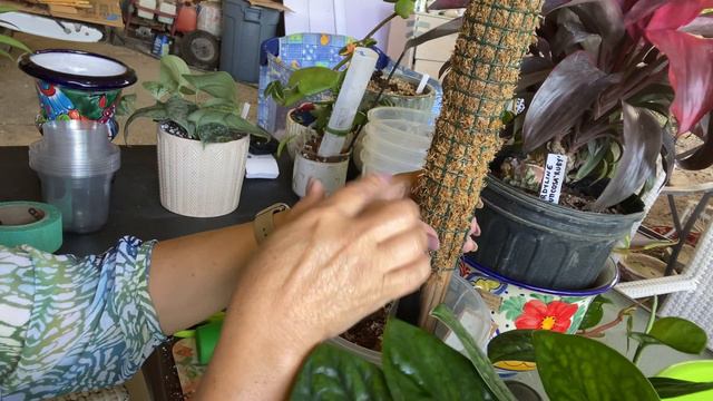 TRANSPLANTANDO la MONSTERA “PERU” y algunos otros…💚🙋🏼♀️🪴🐩 S3-E182