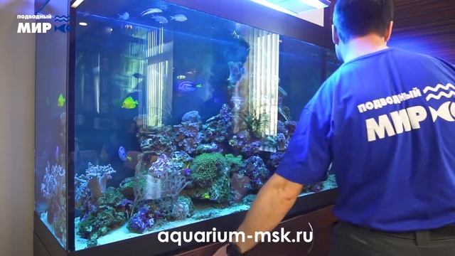 Зебрасома и рыбки хирурги в морском аквариуме