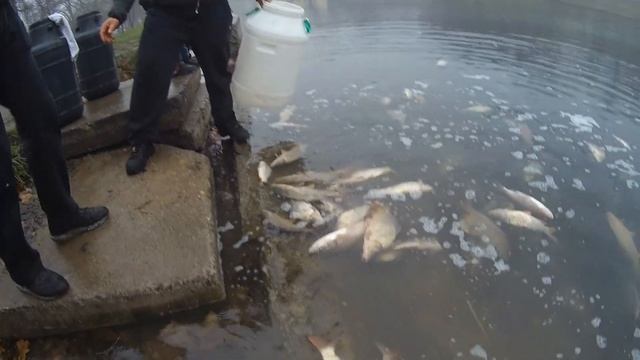 Зарыбление пруда в Дюковском Парке. Карп, карась - более 200? килограмм рыбы выпускаем в пруд! смотреть онлайн