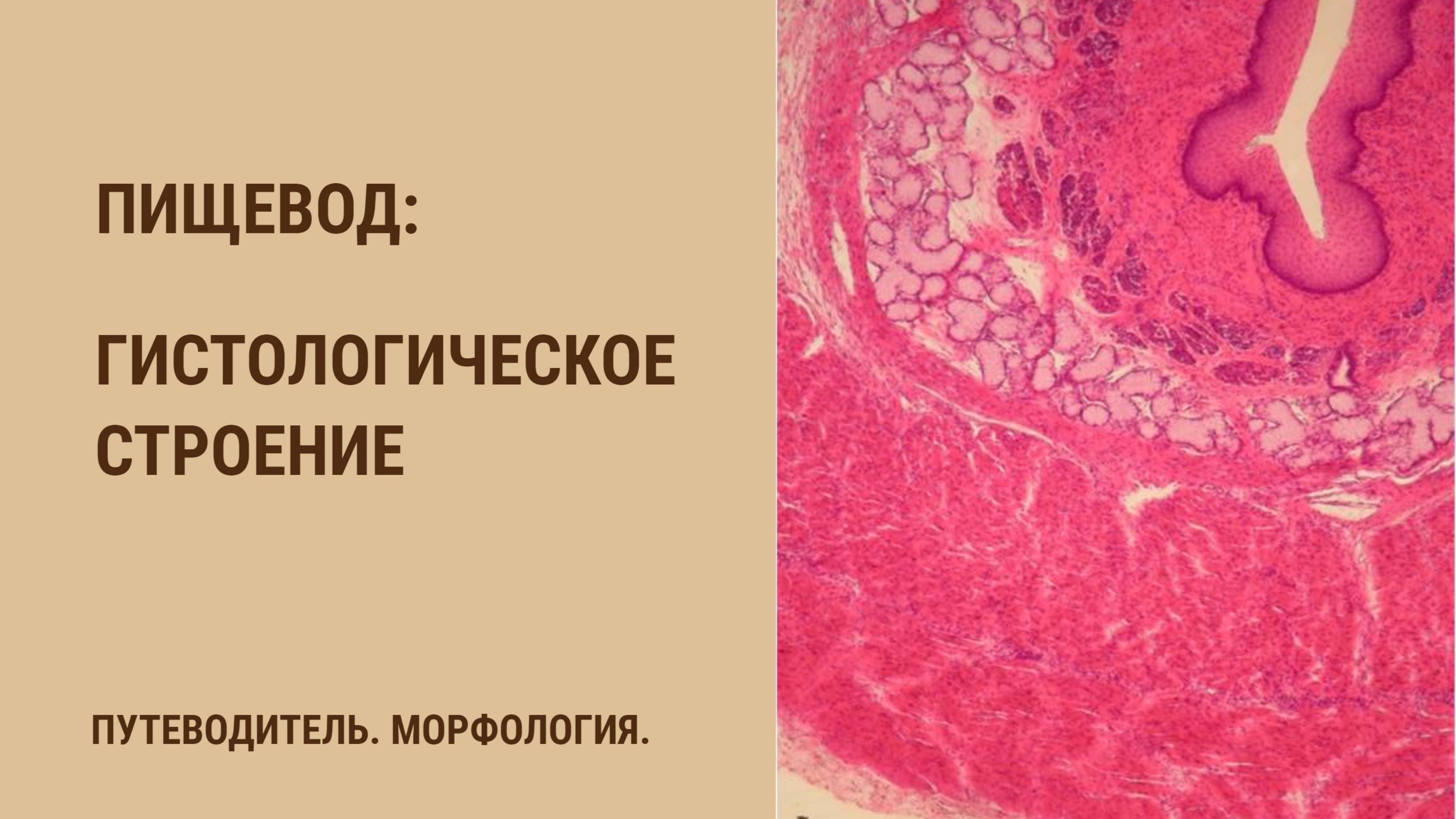 Пищевод. Гистологическое строение смотреть онлайн