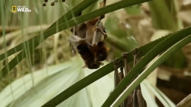 Удивительные летучие мыши. National Geographic смотреть онлайн
