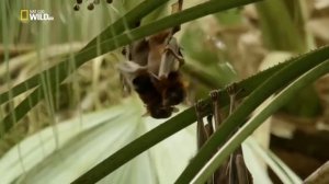Удивительные летучие мыши. National Geographic