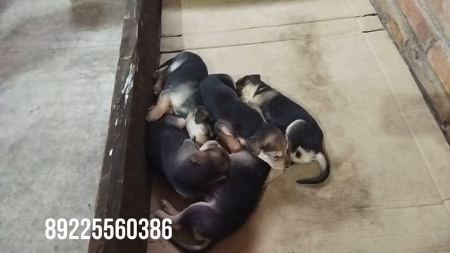 Продажа щенков Русской гончей! смотреть онлайн