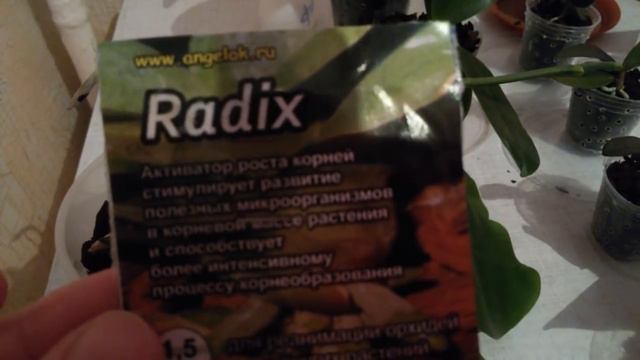 ПОЧЕМУ РАСТУТ НЕПОЛНОЦЕННЫЕ ЛИСТЬЯ НЕМНОГО ИНТРИГИ И ВСЕХ С НАСТУПАЮЩИМ НОВЫМ ГОДОМ смотреть онлайн