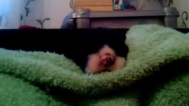 Приютили новорождёного щенка смотреть онлайн