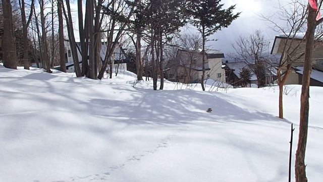 ノリウツギの雪上種子分散 смотреть онлайн