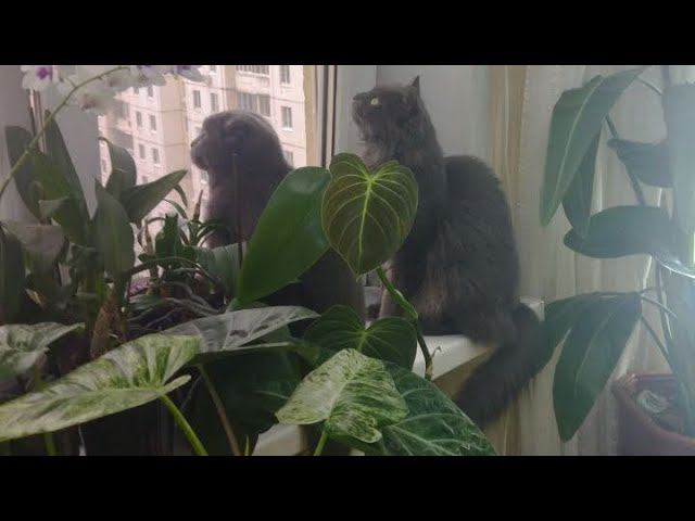 Вы хотели про питомцев. смотреть онлайн