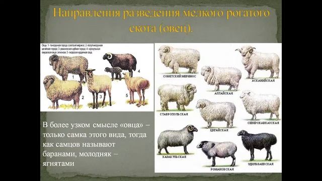 Лекция 1: Биология и патология жвачных животных смотреть онлайн