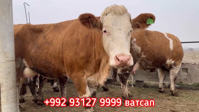 Сементалҳои Германские 🇩🇪29 февраля 2024 г. смотреть онлайн