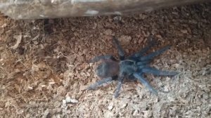 Красавец Pterinopelma sazimai