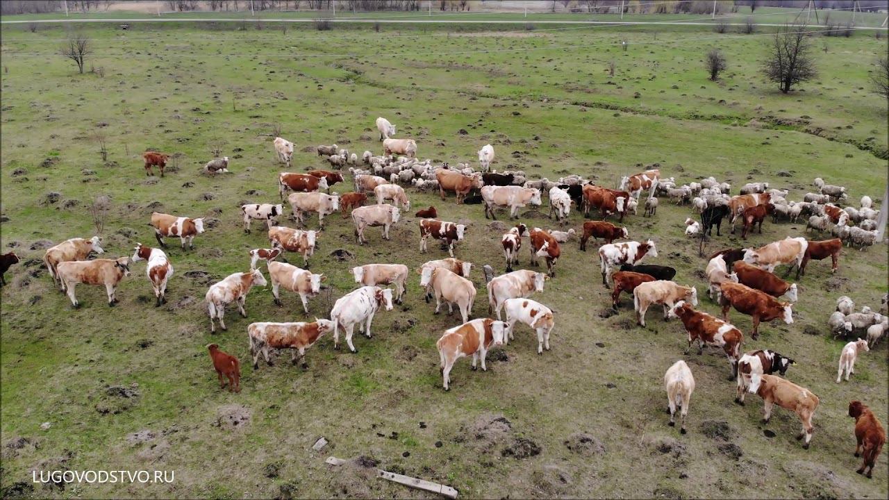 Луговодство