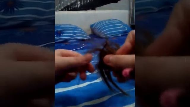 Как распутать волосы, если у вас нет под рукой нужных инструментов? смотреть онлайн