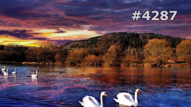 #4287. Лебеди (В мире животных) смотреть онлайн