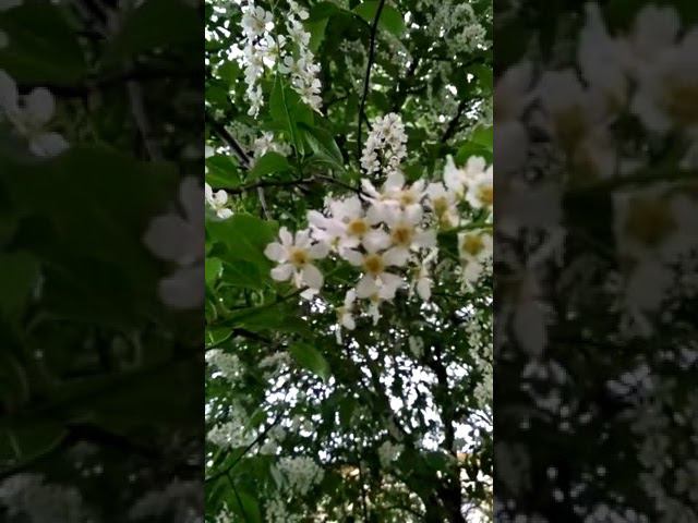 Черёмуха смотреть онлайн