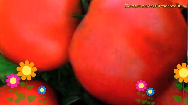 Томат обыкновенный Львиное сердце. Краткий обзор, описание характеристик, где купить семена смотреть онлайн