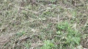 Нужно ли убирать траву после покоса травы на запущенном участке 20 соток ?