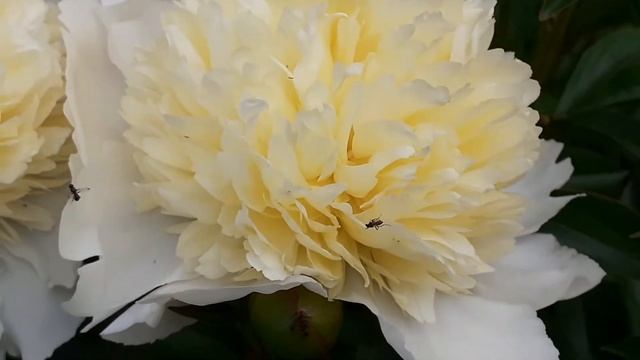 LAURA DESSERT пион смотреть онлайн