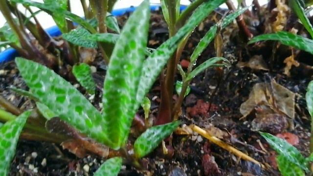 ledebouria socialis CHUYITO JARDINERO смотреть онлайн