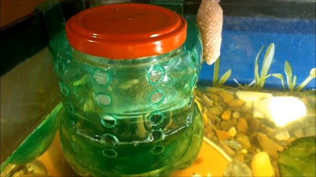 уход за икрой ампулярий смотреть онлайн