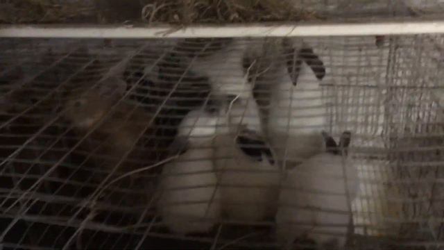 Три многочисленных окрола(11,13,14 штук) Самец отрабатывает на 100%. смотреть онлайн