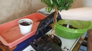 МИРТ I Пересадка мирта