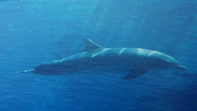 Dolphin Meditation, Sea Relaxation - 10 minute смотреть онлайн