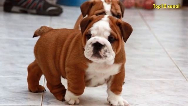 Top 10 razas de perros mas adorables de cachorros смотреть онлайн