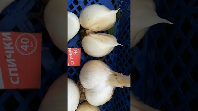 Лук Суворова смотреть онлайн