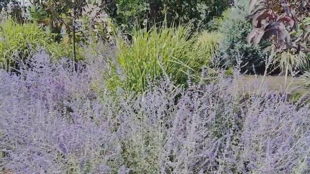 Перовскія Блю Спає, неперевершена ? смотреть онлайн