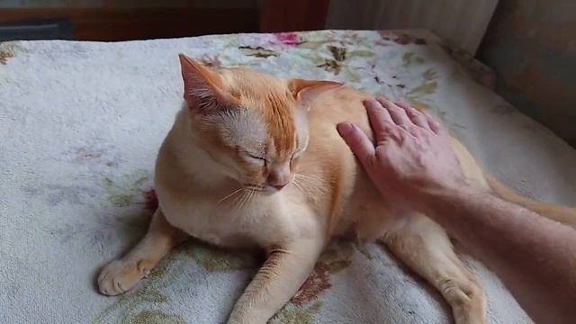 Кот, познавший Дзен. Бурма. смотреть онлайн