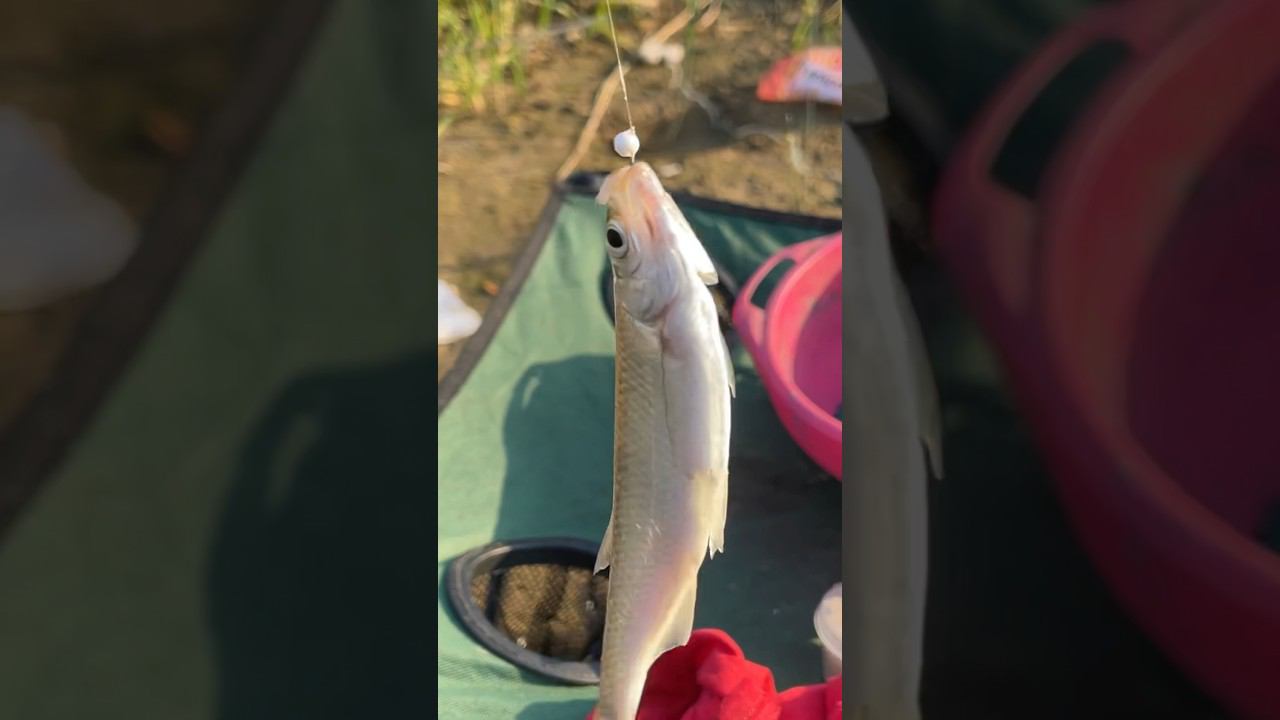 Самая лучшая наживка на уклейку осенью #уклейка #ловляуклейки #уклейканаживка #рыбалкакстово смотреть онлайн