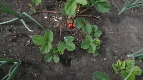 Клубника FAVORI (фэйвори). Выпуск 2