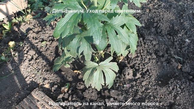 Дельфиниум. Уход перед цветением, чтобы дельфиниумы хорошо цвели смотреть онлайн