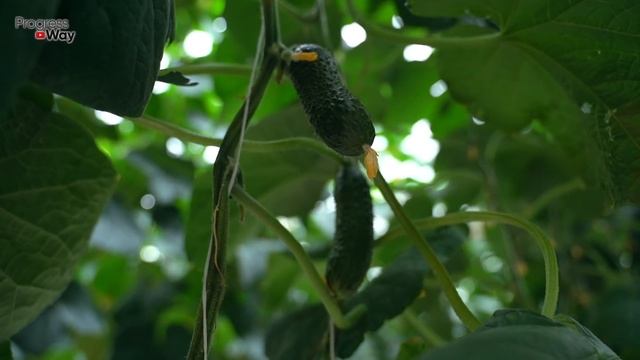 Кормим так огурцы раз в неделю и каждый день собираем обильный урожай! смотреть онлайн