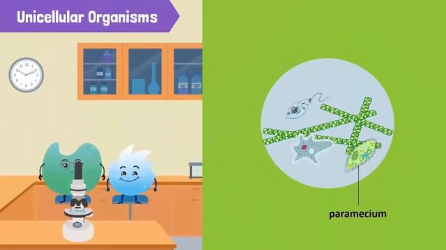 Cells, Unicellular Organisms, and Multicellular Organisms смотреть онлайн