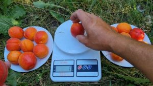 АБРИКОС ПРІЦІЯ / РАННІ СОРТИ АБРИКОСА